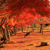 紅葉の奈良公園（その２）