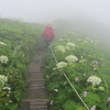 桃岩は今日も霧だった😿　悠々自適？の格安シニア旅-利尻＆礼文島- 2025.6.26-7.2  ５日目①　民宿はまなす👣桃岩展望台コース（知床口⇒桃岩口）👣新桃岩トンネル（メノウ浜）