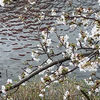 咲いた桜と つがいの黒鴨20260402