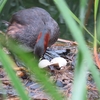 井の頭公園の子育てシーズン