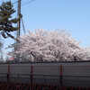 さくら Sakura