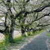 ---最後の桜と実家猫---