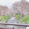 ロードバイクで権現堂公園へ