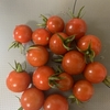 初心者におすすめな家庭菜園。プランター栽培でトマトの育て方
