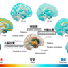 遺伝子変異が影響する年齢依存的な脳構造について