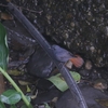 カワビタキ(Plumbeous Redstart)