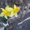 お気に入りの花ブログ写真１０ 枚