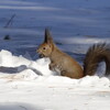 雪中エゾリス（1月11日）