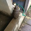 観音さんのお顔を偶然発見！