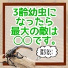 3齢幼虫になったら最大の敵は...