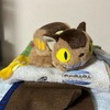 朔矢の玩具の可愛さに親の方が癒されています。