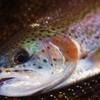 ヒレが無い魚に「綺麗ですね」