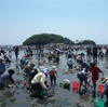 千葉県で潮干狩り オススメの潮干狩り場 アサリの砂出し