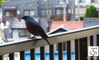 イソヒヨドリ日記  2025