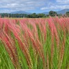 赤米(古代米)の稲穂も真紅に色づき始め🌾