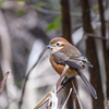 ＂クロジ＂＂ルリビタキ＂＂ジョウビタキ＂　2023・冬の野鳥散景（その３）　野鳥撮影《第459回》