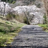 サクラ　花貫さくら公園