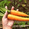 ダイソーのタネ　春播きニンジン収穫完了