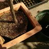 ほどほどに、が難しいバラ栽培