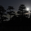 夜桜