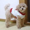 今年最後のトリミング