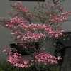狭い庭にも、花たちが賑やかに。