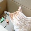 かわりばんこ。