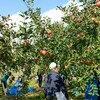 千曲川河川敷のリンゴ上々