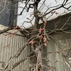 紅梅＠好文画廊：今年もつぼみが膨らんできました・・・いつもの季節です