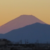 迎春❢