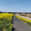 菜の花の季節に江戸川サイクリングロードへ