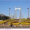 木場公園の花　〈令和5年1月　東京都江東区〉