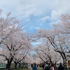 桜🌸をみに行ってきました♡