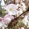 冬（の）桜