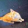 逞しく孤独に生きる野良猫らとの邂逅