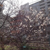 さくらがさいた（東雲町の唐実桜）