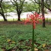  They are starting to bloom! Gongendo#Saitama