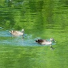 【写真】最近の写真撮影（2017/5/2）桃山台公園その1