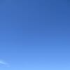 Shine Muscat