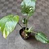 斑入りモンステラの植え替え