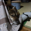 風になる犬、風にならない人、風を好む犬