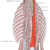 最長筋と棘筋；「筋腹の共有」って何？