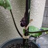プランター栽培　トマトとナス