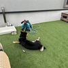黒柴 🐶 つん