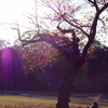 城趾公園　冬の晴れ間