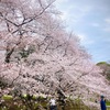 お花見とピーターラビット展