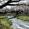 桜の名所　大石寺の桜