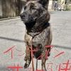 転がる犬生〜ソレッテろーりんぐすとーんダネッ！(:D)┼─┤バタッ！