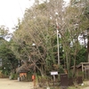 【水戸市】水戸八幡宮の左近の桜・・