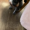 ふくすけ特集やっちゃうよ